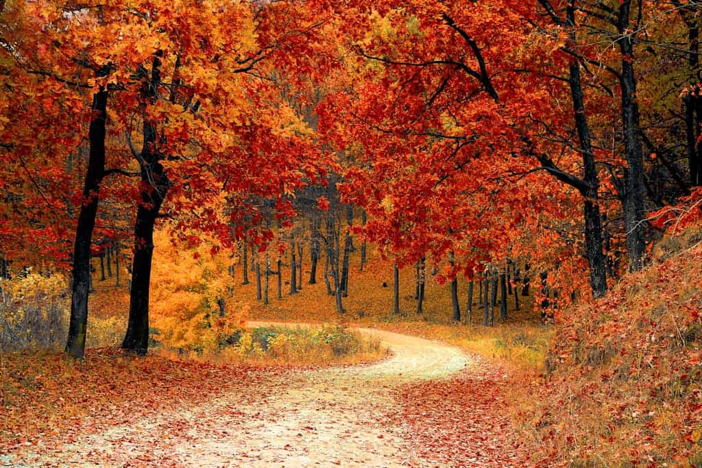 A picturesque autumn scene featuring a winding path through a vibrant forest of red and orange leaves.